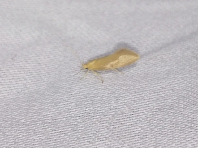 Crassa tinctella/unitella