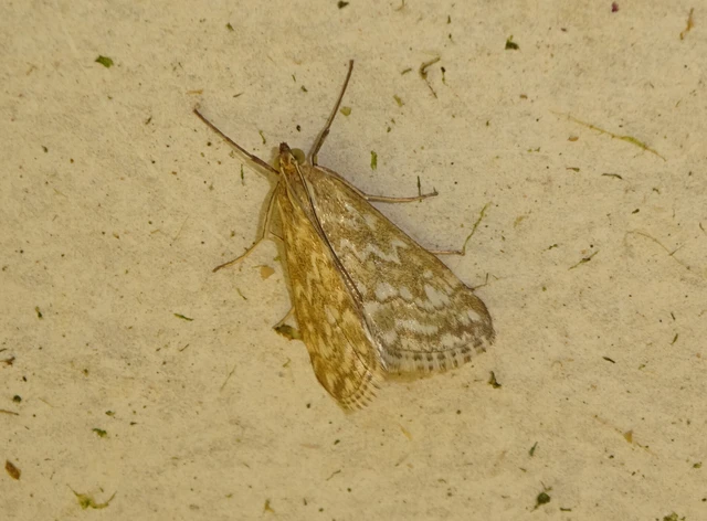 Evergestis frumentalis - tavaszi dudvamoly