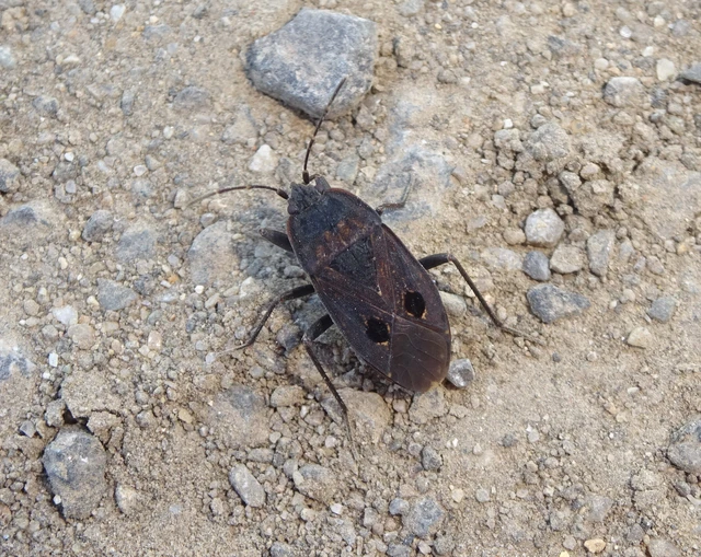 Graptopeltus validus