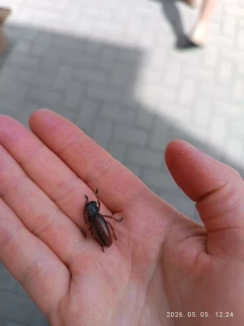 Dorcadion fulvum - barna gyalogcincér