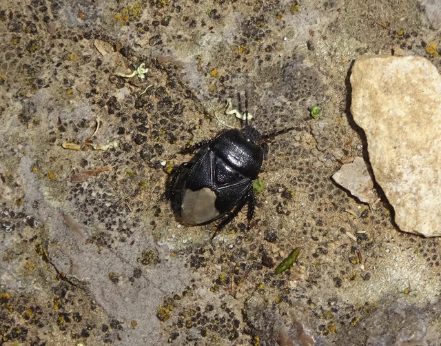 Cydnus aterrimus - nagy földipoloska