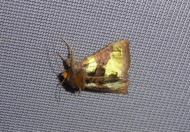 Diachrysia chrysitis - aranybagoly Diachrysia chrysitis - aranybagoly