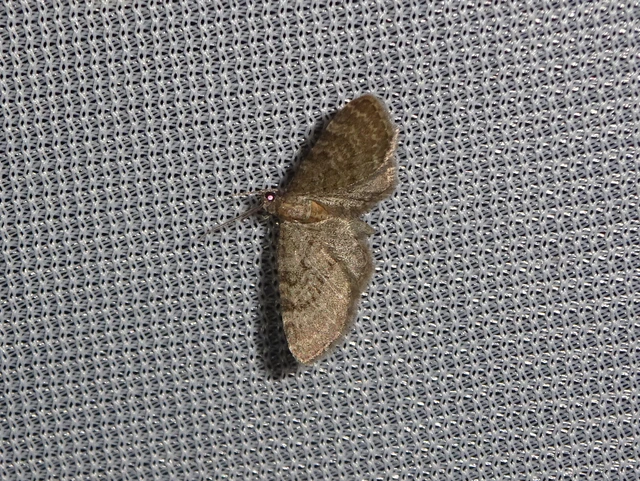 Eupithecia haworthiata - rozsdástestű törpearaszoló