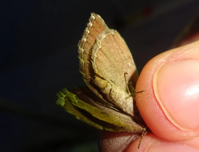 Aplocera efformata - hamuszínű csíkosaraszoló