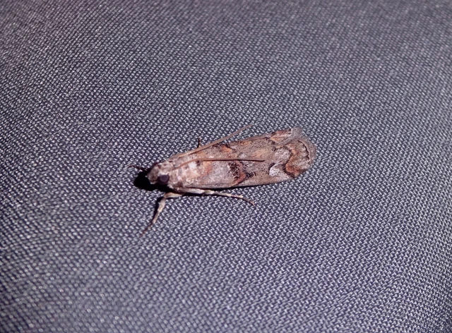 Pempelia palumbella - hamvas karcsúmoly