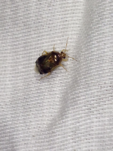 Deraeocoris lutescens - sárgás mezeipoloska Deraeocoris lutescens - sárgás mezeipoloska
