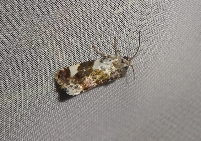 Acontia lucida - fehér nappalibagoly