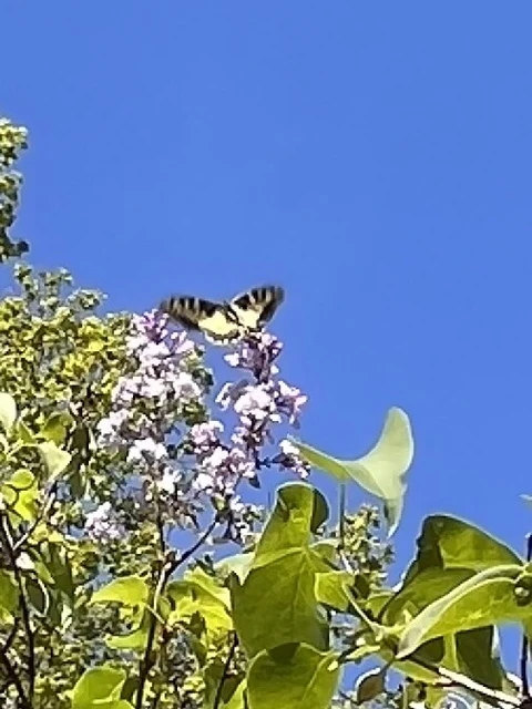 Papilio machaon - fecskefarkú lepke