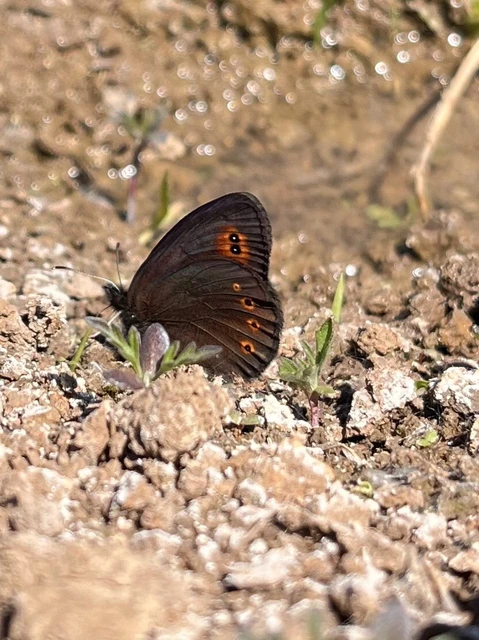 Erebia medusa - tavaszi szerecsenlepke