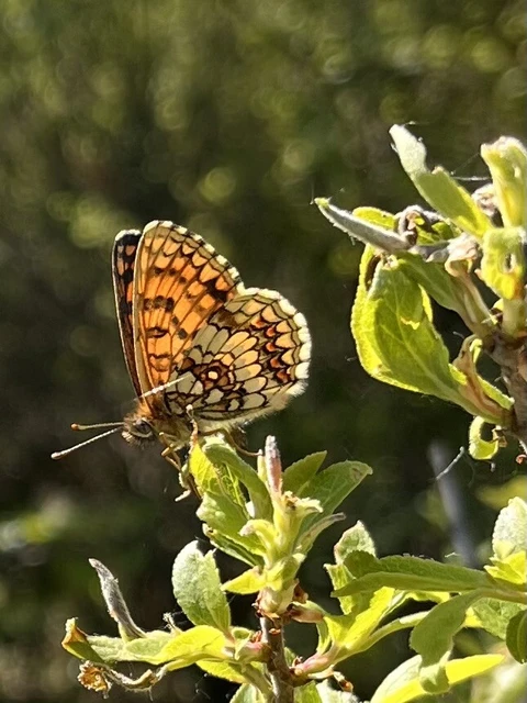 Melitaea athalia - közönséges tarkalepke