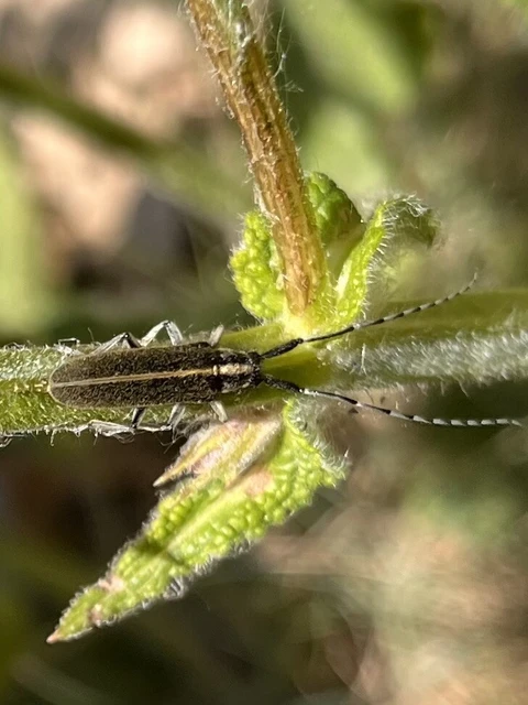 Agapanthia cardui - sávos bogáncscincér