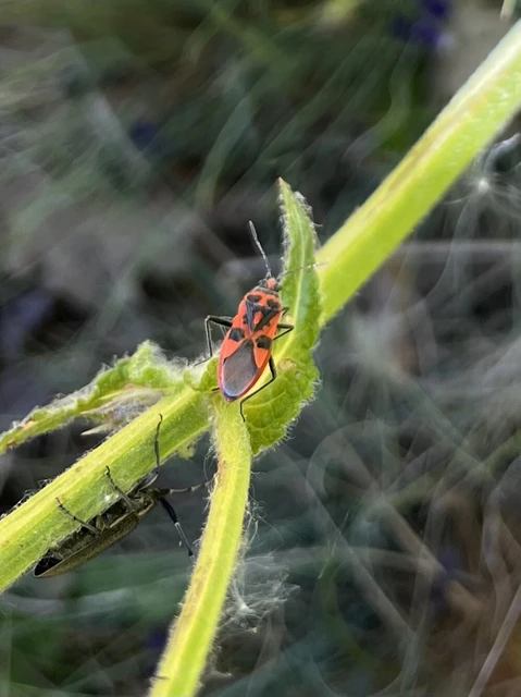 Corizus hyoscyami - piros karimáspoloska