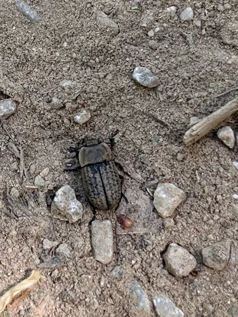 Opatrum sabulosum - sároshátú gyászbogár