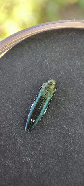 Agrilus biguttatus - kétpettyes karcsúdíszbogár