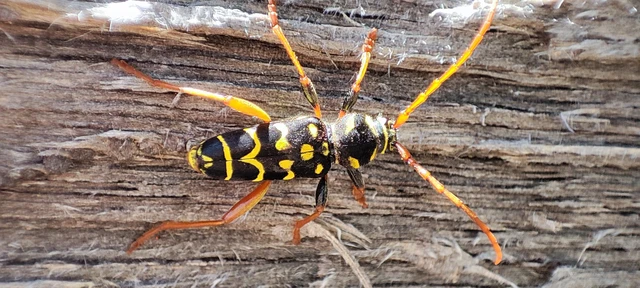 Plagionotus arcuatus - bársonyos darázscincér