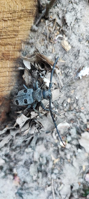 Morimus asper funereus - gyászcincér