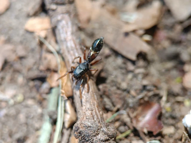 Leptorchestes berolinensis - fekete hangyautánzópók