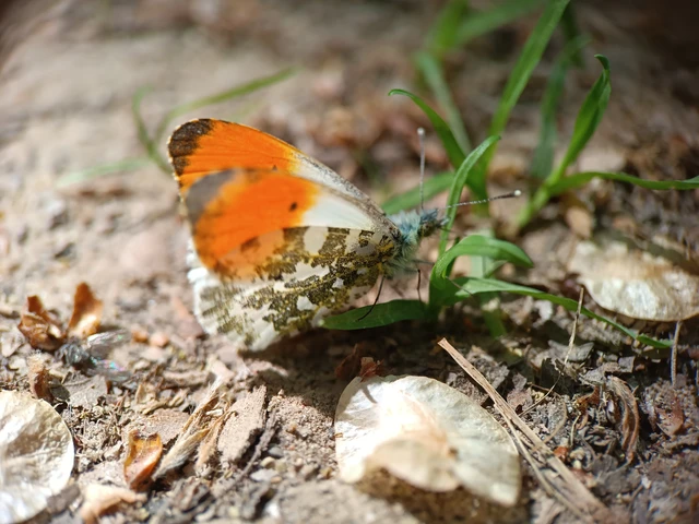 Anthocharis cardamines - hajnalpírlepke