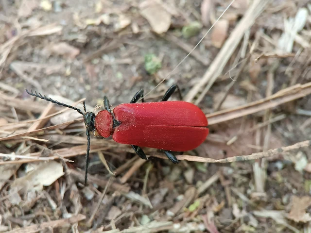 Pyrochroa coccinea - nagy bíborbogár