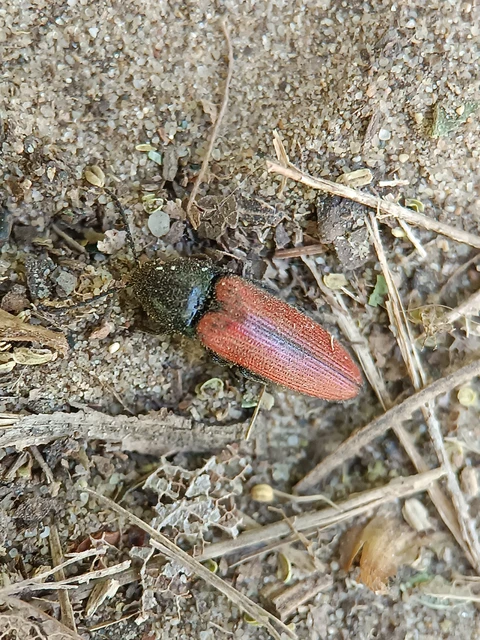 Ampedus