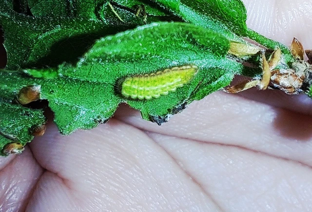 Satyrium ilicis - tölgyfa-csücsköslepke