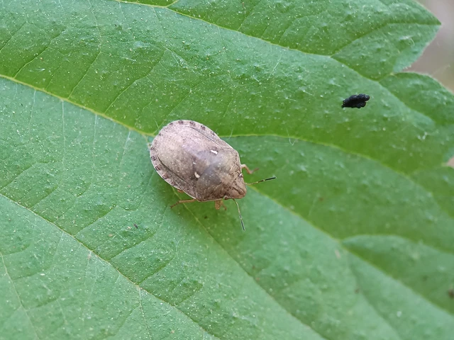 Eurygaster maura - mórpoloska Eurygaster maura - mórpoloska