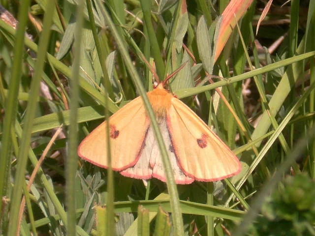 Diacrisia sannio - vörösszélű medvelepke