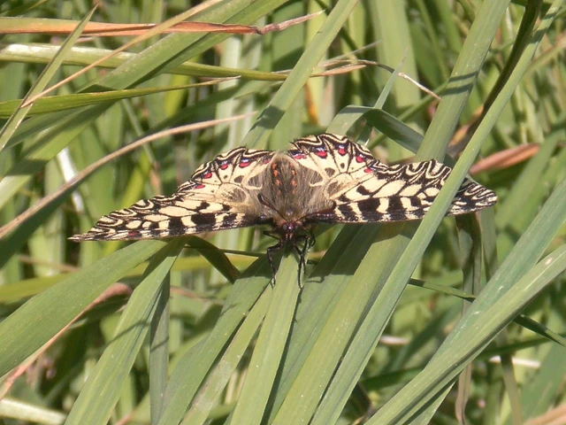 Zerynthia polyxena - farkasalmalepke