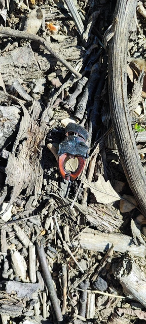 Lucanus cervus - nagy szarvasbogár