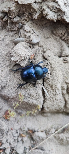Trypocopris vernalis - tavaszi álganéjtúró