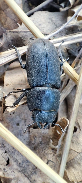 Dorcus parallelipipedus - kis szarvasbogár