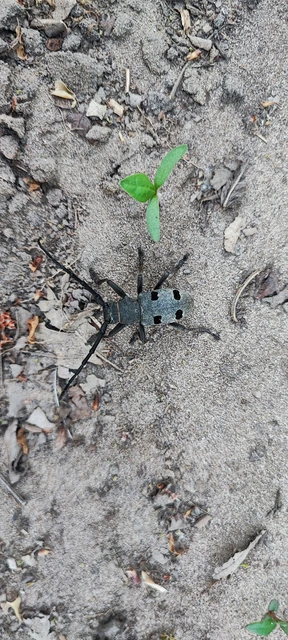 Morimus asper funereus - gyászcincér