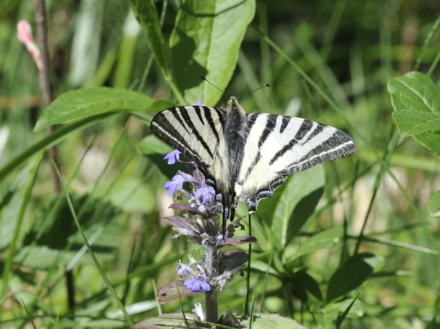 Iphiclides podalirius - kardoslepke
