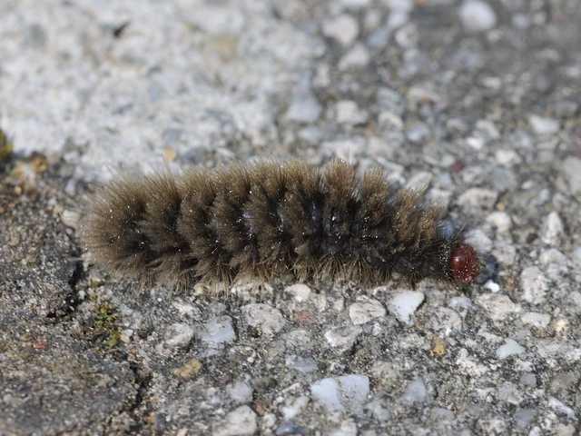 Amata phegea - fehérpettyes álcsüngőlepke