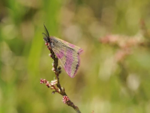 Lythria cruentaria - bíborcsíkos araszoló