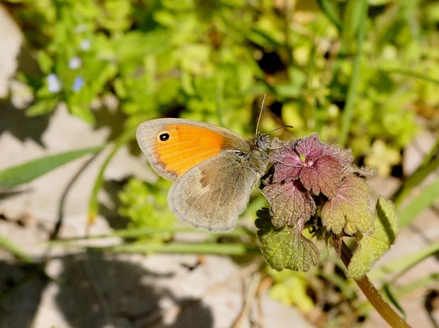 Coenonympha pamphilus - kis szénalepke