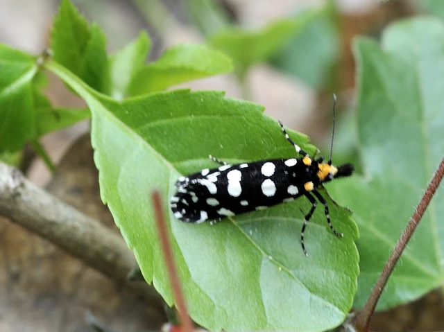 Euplocamus anthracinalis - fésűscsápú korhadékmoly