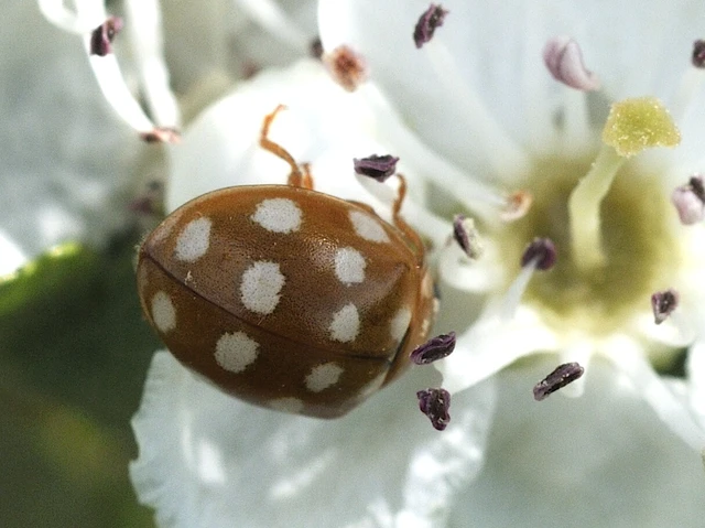 Calvia quatuordecimguttata - tizennégycseppes füsskata