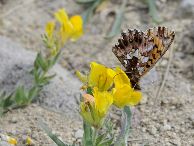 Boloria dia - kis gyöngyházlepke