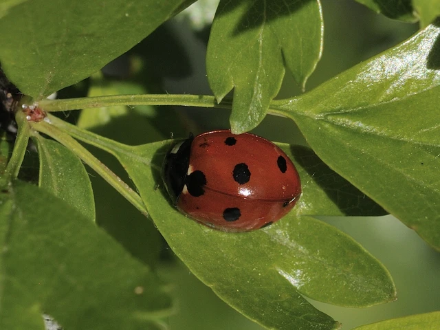 Coccinella septempunctata - hétpettyes katica