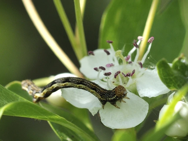 Erannis defoliaria - nagy téliaraszoló