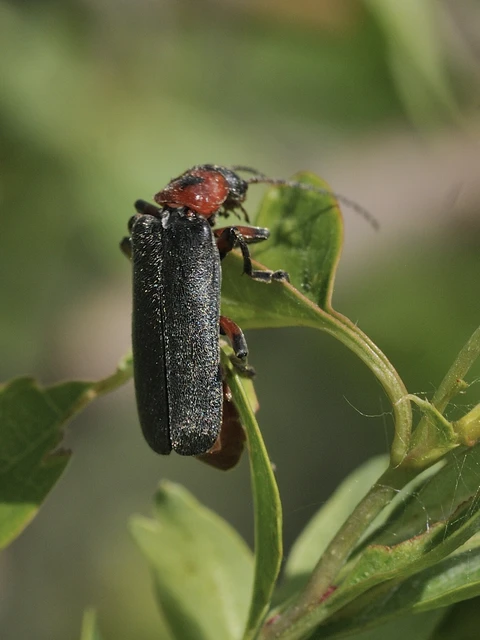Cantharis rustica - suszterbogár