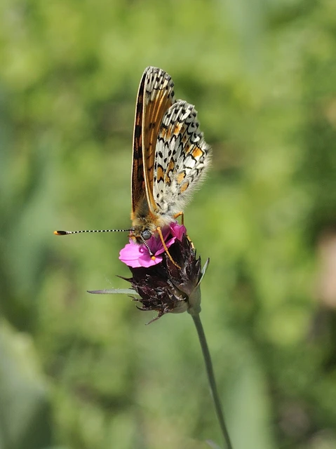 Melitaea cinxia - réti tarkalepke