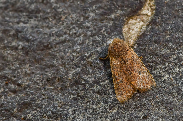 Orthosia cruda - kis barkabagoly