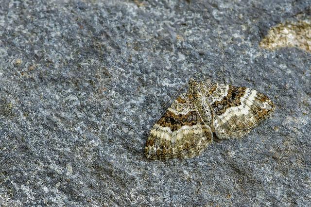 Epirrhoe alternata - galaj-tarkaaraszoló