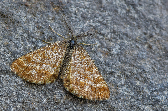 Ematurga atomaria - barna rétiaraszoló