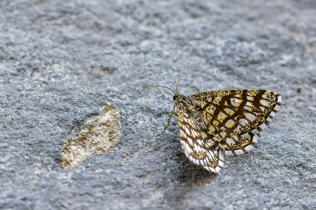 Chiasmia clathrata - rácsos rétiaraszoló
