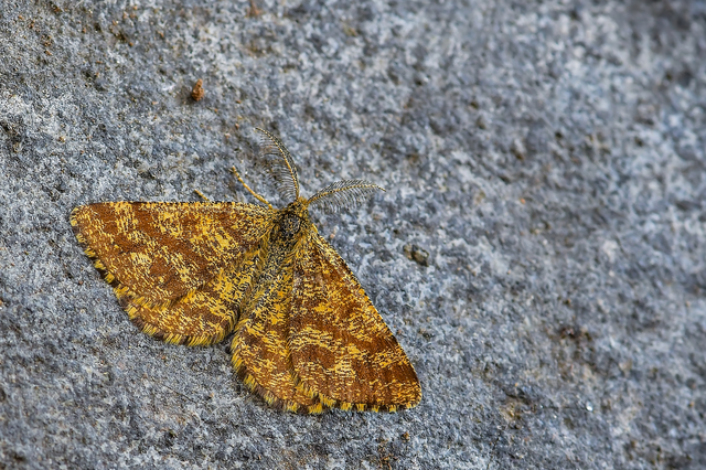 Ematurga atomaria - barna rétiaraszoló