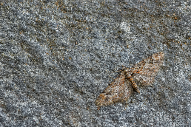 Gymnoscelis rufifasciata - vöröscsíkos törpearaszoló