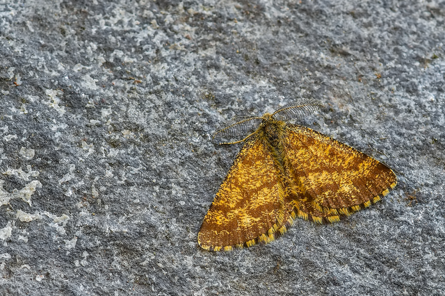 Ematurga atomaria - barna rétiaraszoló